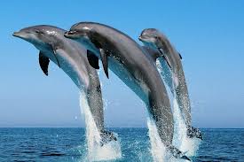 Activistas expondrán gigantografías en Embajada de Japón de Montevideo en protesta contra la matanza de delfines