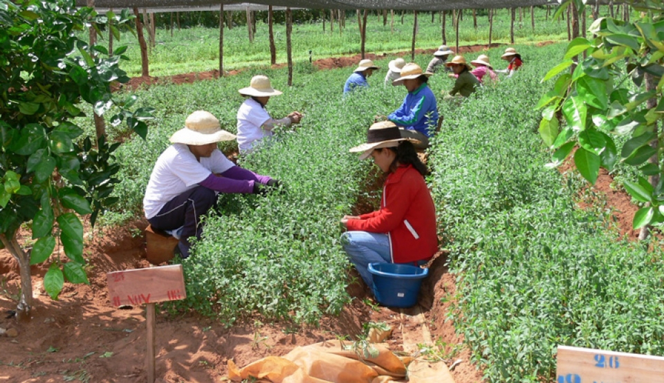 Adjudican la marca “Murú Trabajo de Mujeres Rurales”