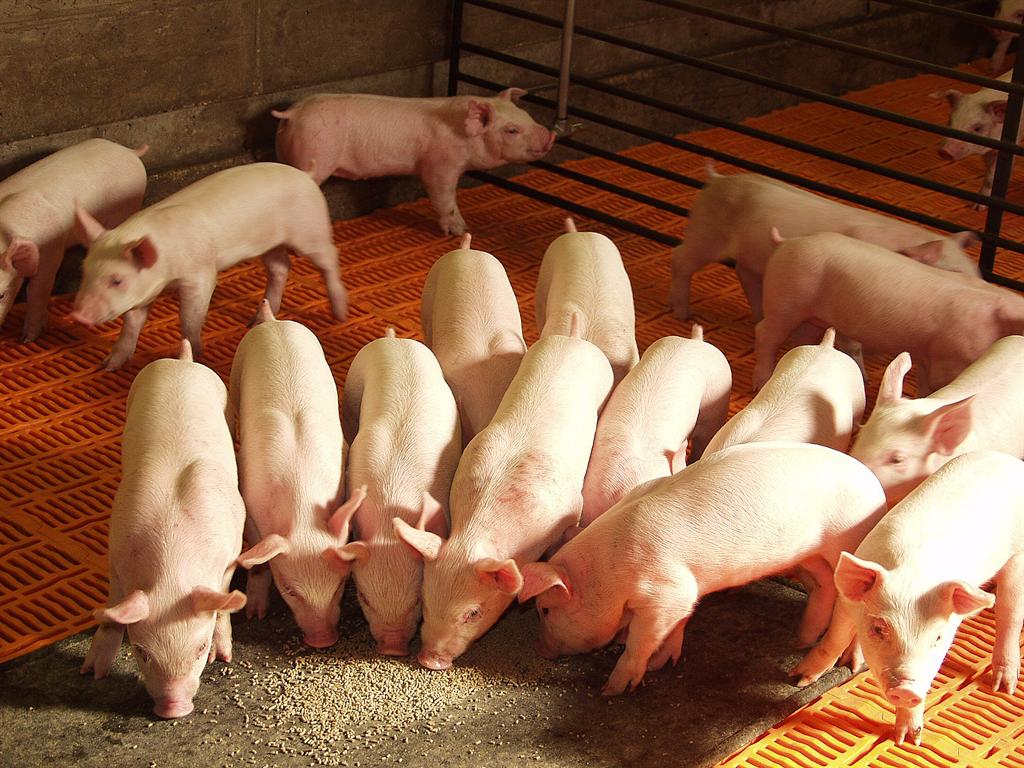 Werner Gutiérrez: “Venezuela amenaza salud del rebaño porcino en América”