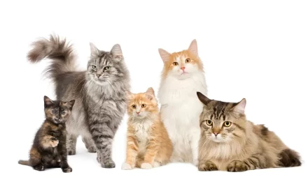 ¿Cuáles son las características de los gatos según su color de pelo?
