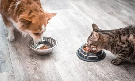 La Mejor Alimentación para Perros y Gatos: Una Guía Completa
