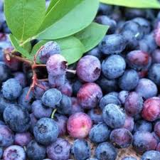 los 10 principales exportadores mundiales de arándanos