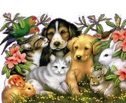 Semana de Recaudación de 21 protectoras de animales