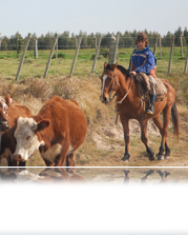 Maldonado: Inscripciones abiertas para realizar curso sobre inseminación artificial en bovinos