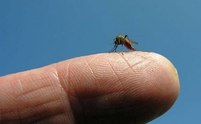 Agenda de encuentros comunitarios por dengue en Colonia