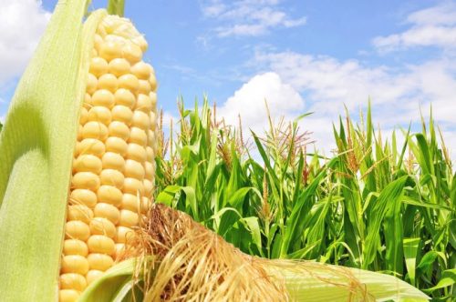 maíz venezolano