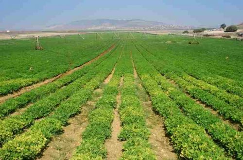 agricultura venezolana