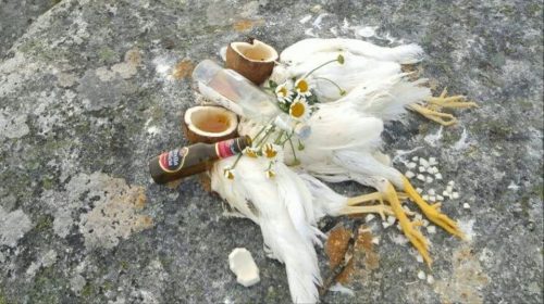 Animalcracia Iemanjá