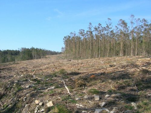 Monocultivos Eucaliptus