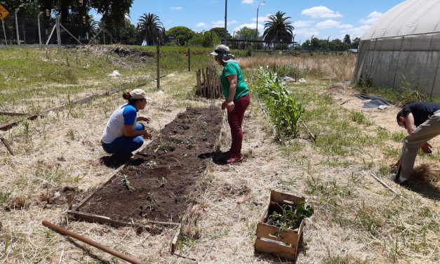 Facultad de Agronomía: Vecinas y vecinos se sumaron a producir alimentos en casa