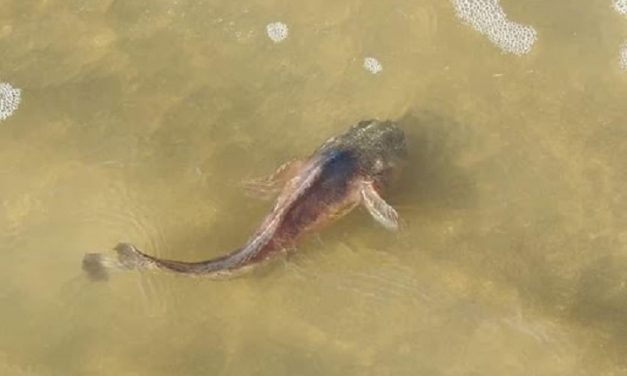 Presencia de distintas especies de “bagre sapo” en las costas uruguayas