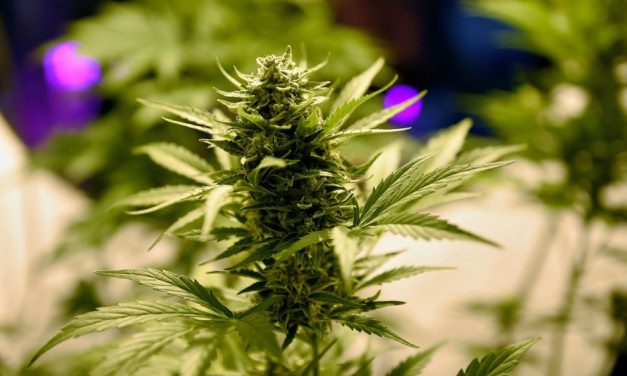 Senador Camy pide informes sobre Clubes Cannábicos