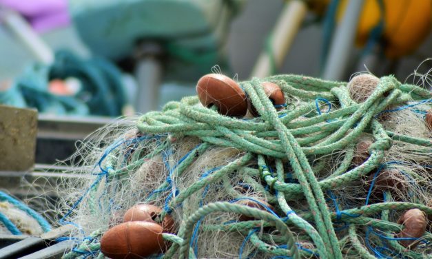 Echeverría y Raddicioni presentan proyecto que impulsa modificaciones la Ley No. 19.175 sobre pesca artesanal