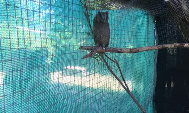 Red Uruguaya de ONG´s Ambientalistas se expidió sobre la situación de SOCOBIOMA