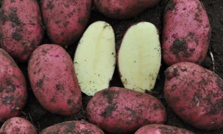 Producción de papas se estima en 59.017 toneladas, un valor 12% superior a lo cosechado en la zafra pasada