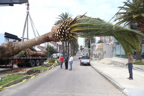 Palmeras Punta del Este