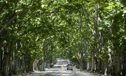 Ola de calor, cambio climático… ¿y si apostamos a los árboles?