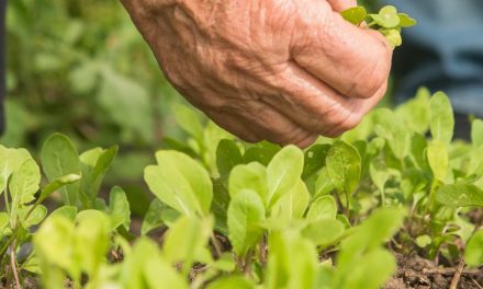 Aprueban préstamo con el BIRF para “Proyecto de Sistemas Agroecológicos y Resilientes al Clima en Uruguay”
