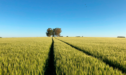 Agro 2021: Rendimientos máximos y récord en varios rubros