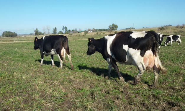 Justino Zabala y el comercio lácteo: “Brasil es un mercado que va y viene”