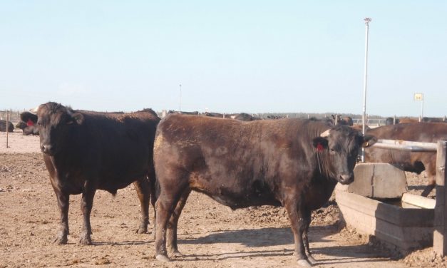 Marfrig ofrece beneficios para la producción de la raza de ganado Wagyu