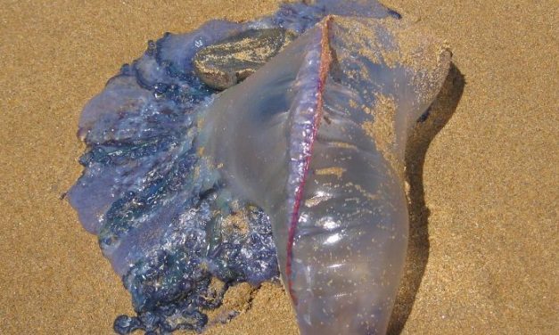 Conferencia «¿Medusas parásitas de medusas?» a cargo de la Lic. Florencia Castiglioni