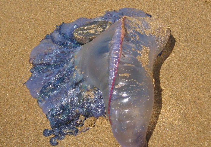Conferencia «¿Medusas parásitas de medusas?» a cargo de la Lic. Florencia Castiglioni