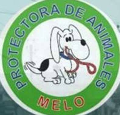 Protectora de Animales Los Callejeros pidió recursos en el Parlamento