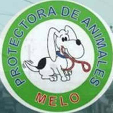 Protectora de Animales Los Callejeros pidió recursos en el Parlamento