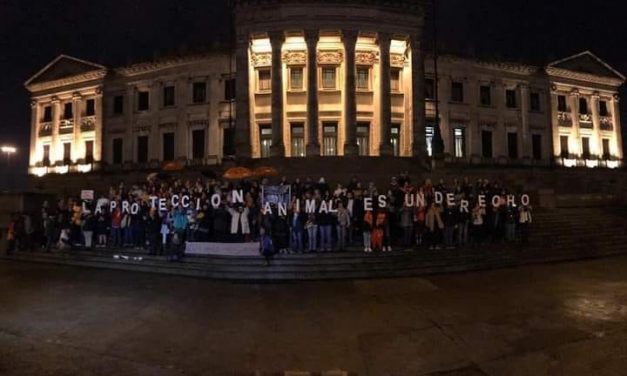 Ante un nuevo “Día de los Animales” activistas se concentrarán en el Palacio Legislativo