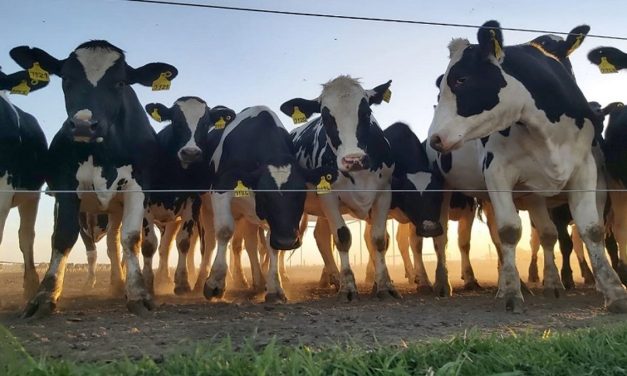 Lechería del futuro, sustentabilidad y producción vitalicia de las vacas