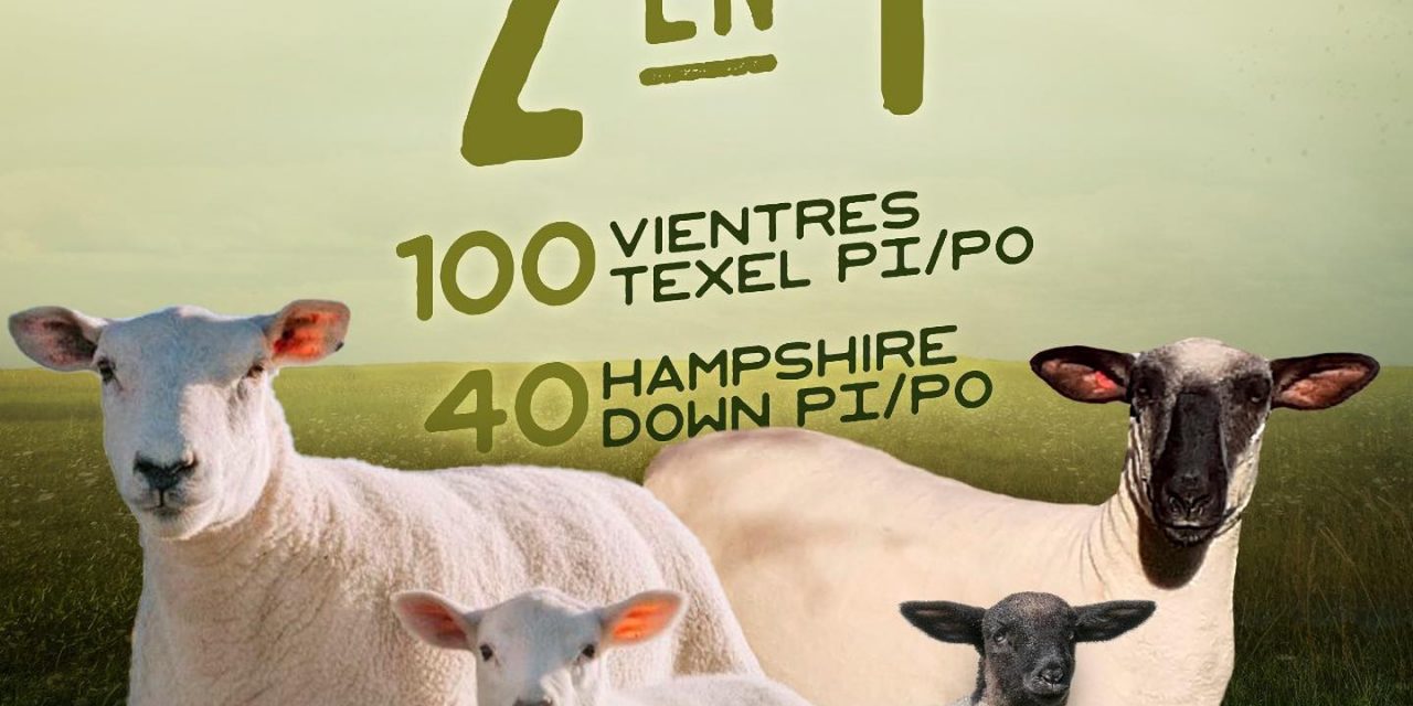 Remate “Primavera 2 en 1”: ¿dónde y cuándo será?