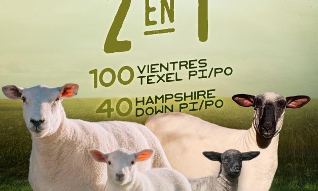 Remate “Primavera 2 en 1”: ¿dónde y cuándo será?