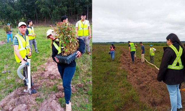 Desde UTU llegan buenas noticias con un Hito histórico: Agraria de Tacuarembó utiliza sistema silvopastoril de producción