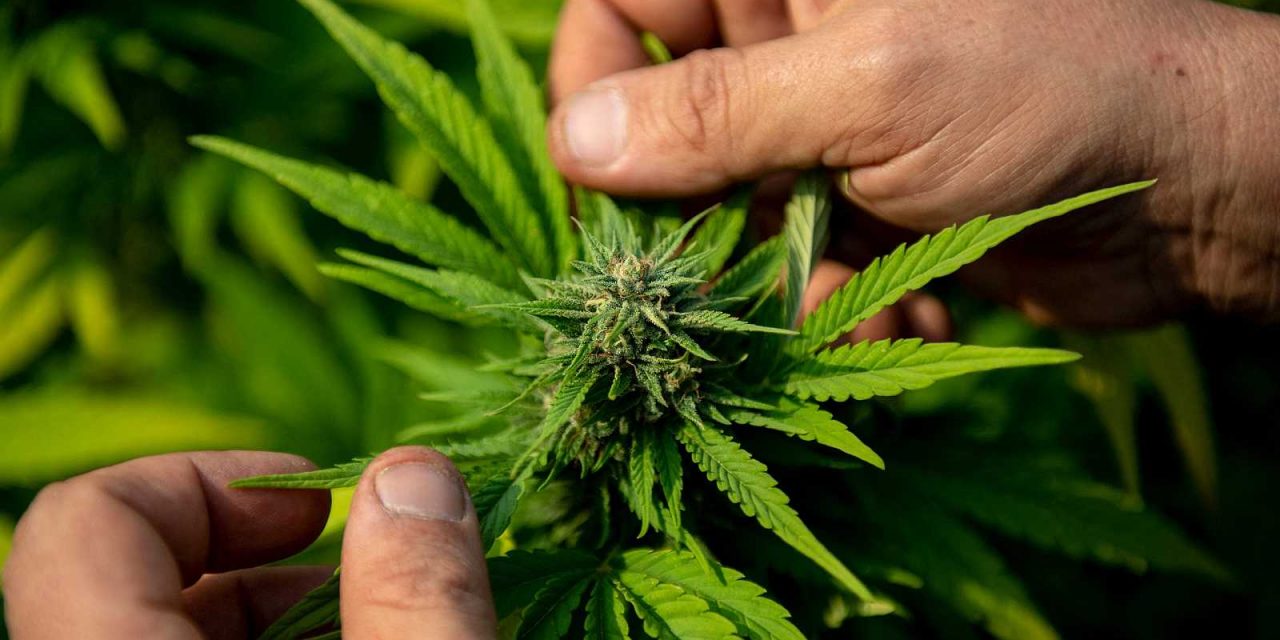 Proyecto propone regular el turismo cannábico: ¿cuáles son los fundamentos?