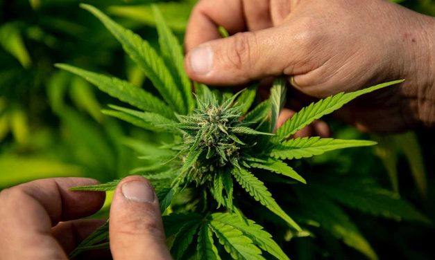 Proyecto propone regular el turismo cannábico: ¿cuáles son los fundamentos?