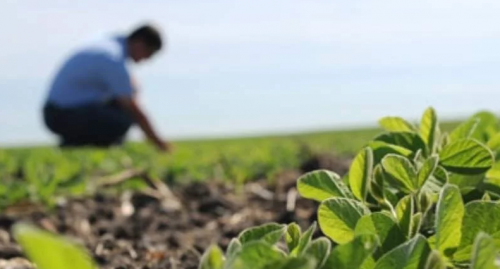 ingeniero agrónomo
