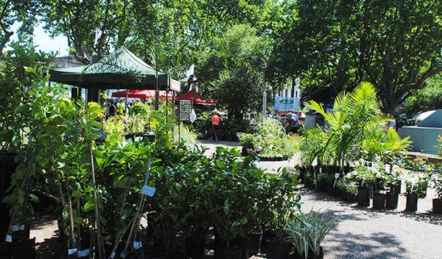 Comienza la 13ª edición de Paysandú Flor de Ciudad