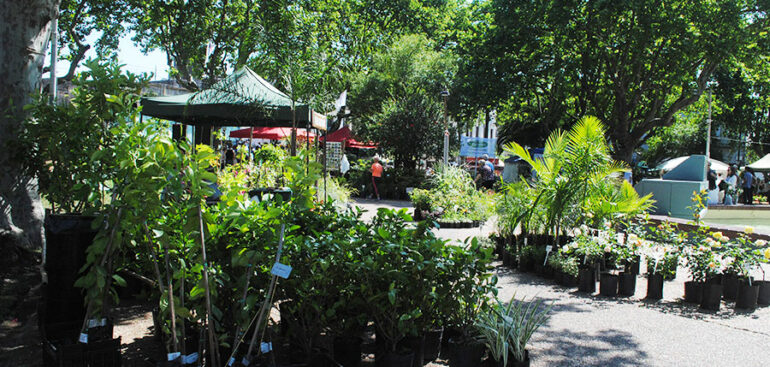 Comienza la 13ª edición de Paysandú Flor de Ciudad