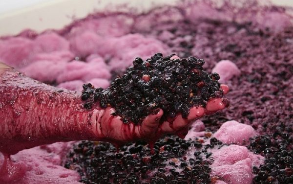 Presentación y degustación: Levadura uruguaya en vinos del mundo