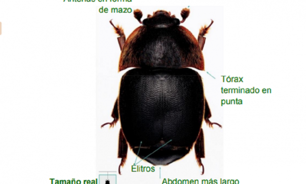 MGAP: Aviso a apicultores para prevenir ingreso del Pequeño Escarabajo de las Colmenas