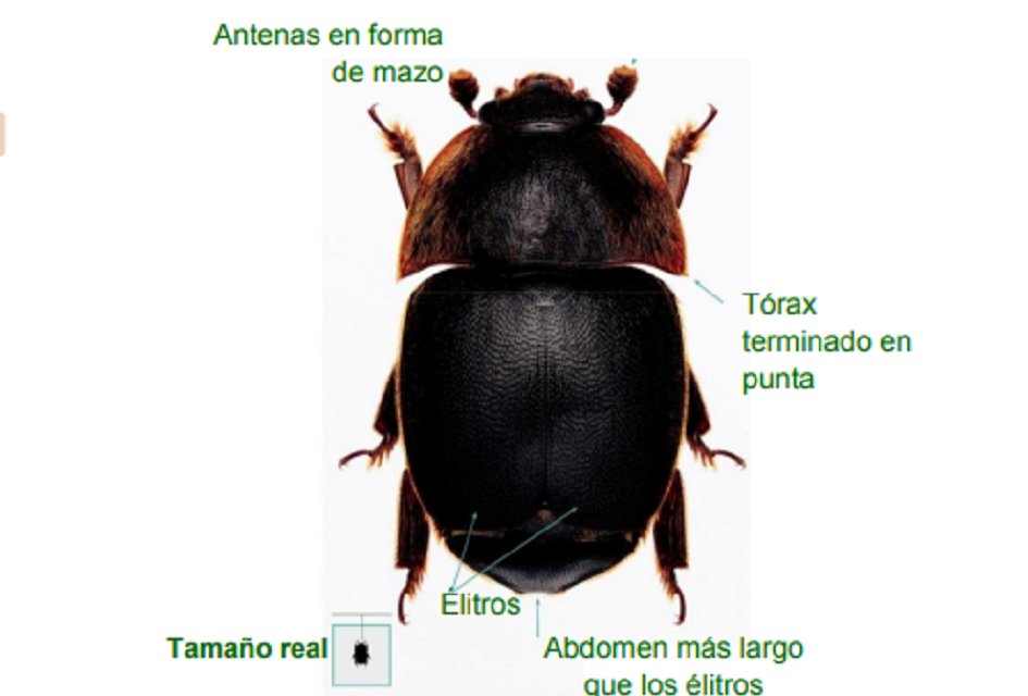 MGAP: Aviso a apicultores para prevenir ingreso del Pequeño Escarabajo de las Colmenas