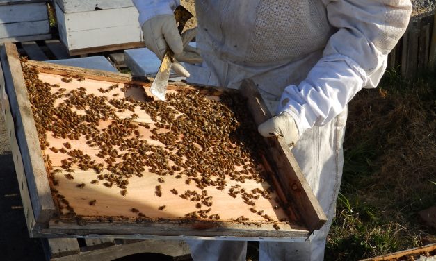 ¿Qué tan dulce es el panorama apícola para nuestro país?