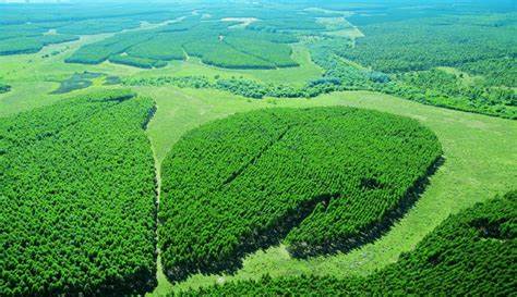 ¿Cuáles son las perspectivas del comercio exterior de productos forestales?