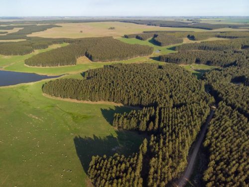 Eucaliptos en Uruguay