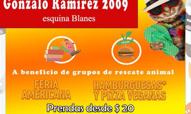 Vuelve la Gatiferia, entretenimiento y compromiso con la familia felina