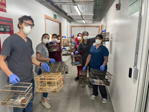 incautación aves silvestres