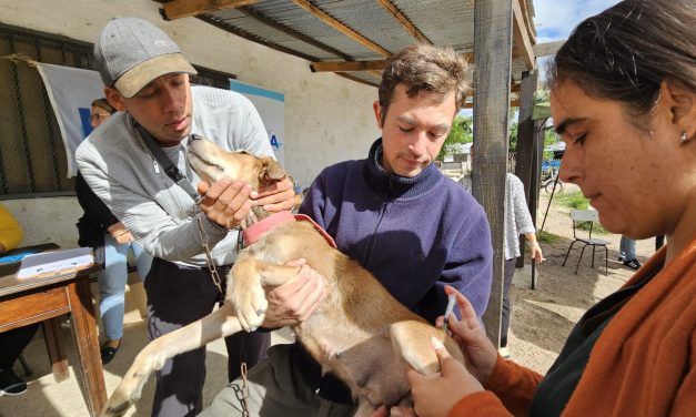 Cifra récord de chipeados: se llegó a los 102 mil y se espera superar los 200 mil a fin de año