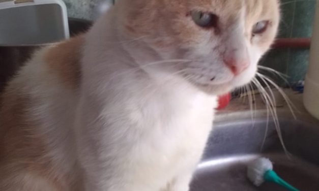 Un 21 de Febrero de 2023: ¿Qué compartieron en las redes sociales, Moreno, Marfrig, Pallas, e Hierro?