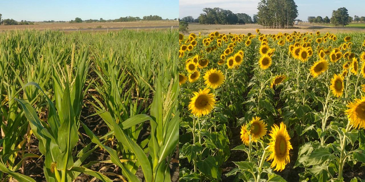 Escuela Agraria Sarandí Grande experimenta con nuevos cultivos híbridos de maíz y girasol